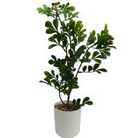 Artificial Bonsai Tree in Display Pot - 45cm Aglaia Bonsai / Artificial Aglaia Odorata bonsai ficus tree