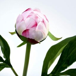 Artificial Single Sarah Bernhardt Peony Bud Flower Stem L45cm - Pink - thumbnail 3