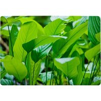 Green Leaf Background Abstract Of Nature Designer Rug - Green / 150cm - thumbnail 1
