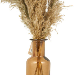 Pampas in Amber Vase Arrangement - Neutral - thumbnail 2
