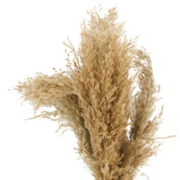 Pampas in Amber Vase Arrangement - Neutral - thumbnail 3