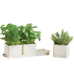 Living Nostalgia Antique Cream Herb Pots with Tray - Cream - thumbnail 4