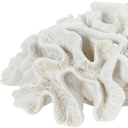 24cm Coral Ornament - White - thumbnail 4