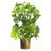 Artificial Arboricola Gold Capella Plant - Green with Gold Planter / 65cm