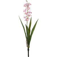 Botanica Mini Pink Cymbidium Plant - Pink