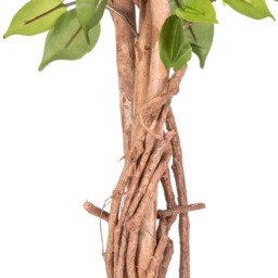 Homescapes Green Ficus Tree Artificial Plant with Twisted Real Wood Stem, 4 Ft - Green - thumbnail 3