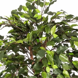 Homescapes Green Ficus Tree Artificial Plant with Twisted Real Wood Stem, 4 Ft - Green - thumbnail 2