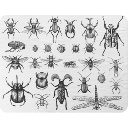 Fleas Many Species In Vintage Old Hand Drawn Style Blanket - White - thumbnail 2
