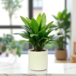 Matte Cream Ceramic Indoor Planter - H17 x W17.5cm / 17.5cm - thumbnail 3