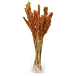 Vibrant Cantal Grass Bunch Dried Floral Decor Craft Material - Orange - thumbnail 3