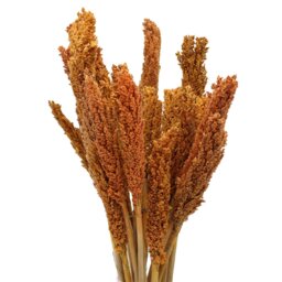 Vibrant Cantal Grass Bunch Dried Floral Decor Craft Material - Orange - thumbnail 4