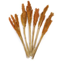 Vibrant Cantal Grass Bunch Dried Floral Decor Craft Material - Orange - thumbnail 5