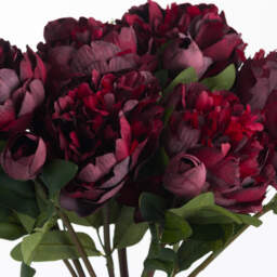 Burgundy Peony Rose  - Red - thumbnail 4