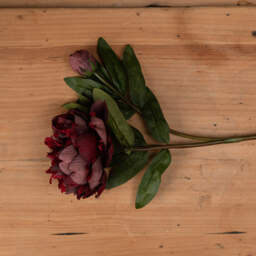 Burgundy Peony Rose  - Red - thumbnail 5