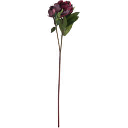Burgundy Peony Rose  - Red - thumbnail 3