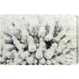 French Beautifully White Graphic Art Wrapped on Canvas - White / 46cm - thumbnail 2
