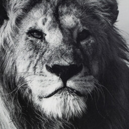 Monochrome Animal Framed Print - Black and White - thumbnail 3