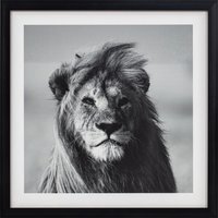 Monochrome Animal Framed Print - Black and White - thumbnail 1