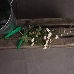 Wild Meadow Rose Natural Floral Decor - Cream - thumbnail 3