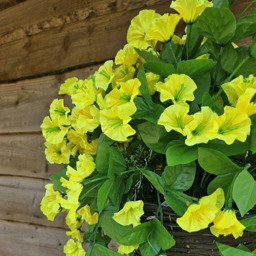 Morning Glory Trailing Flowers with Rattan Wicker Hanging Baskets - Yellow - thumbnail 2