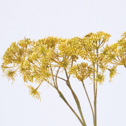 Artificial Single Dill Spray Flower Stem L42cm - Yellow - thumbnail 2