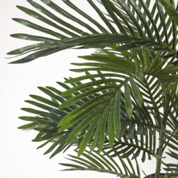 Homescapes Multi Stem Green Palm Tree in Pot, 120 cm - Green - thumbnail 4