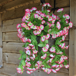 Morning Glory Trailing Flowers with Rattan Wicker Hanging Baskets - Fuchsia & White - thumbnail 2