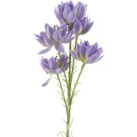 Purple Starflower Stem - 5 Flowers - 60cm Purple Starflower
