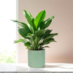 Matte Sage Green Ceramic Indoor Plant Pot - H13 x W13.5cm / 17.5cm - thumbnail 3