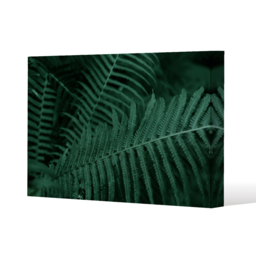 Plants background. Biophilia trend Canvas Print - Green / 41cm / 61cm - thumbnail 2