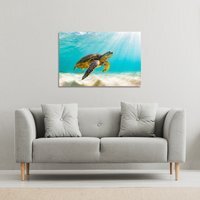 photo of Sea turtle in the Galapagos island Canvas Print - Blue / 31cm / 41cm - image 1