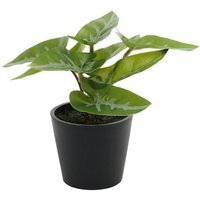 Mini Artificial Potted House Plant - Syngonium / Plastic, Polyester / Mini Syngonium