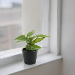 Mini Artificial Potted House Plant - Syngonium / Plastic, Polyester / Mini Syngonium - thumbnail 4