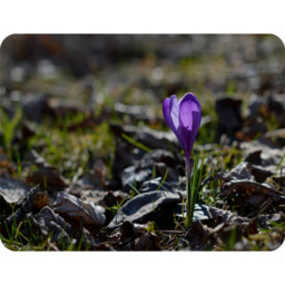 Autumn Flower Bloom In Nature Blanket - Purple - thumbnail 2