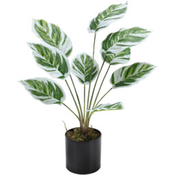 Faux Calathea White Fusion Plant - Green - thumbnail 5