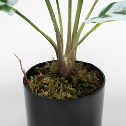 Faux Calathea White Fusion Plant - Green - thumbnail 3