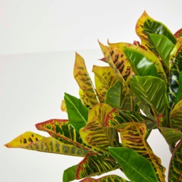 Homescapes Green 'Rushfoil' Artificial Croton Plant with Pot, 65 cm - Green - thumbnail 5