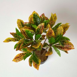 Homescapes Green 'Rushfoil' Artificial Croton Plant with Pot, 65 cm - Green - thumbnail 3