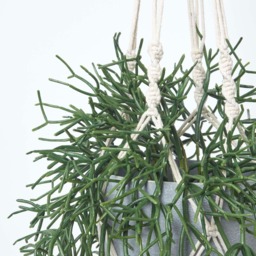 Homescapes Artificial Hanging Basket Green Rhipsalis Plant, 116 cm - Green - thumbnail 5