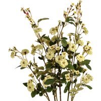 Floral Delight Wild Meadow Rose  - Green - thumbnail 1