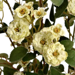 Floral Delight Wild Meadow Rose  - Green - thumbnail 5