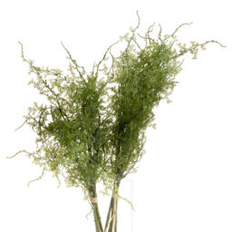 Asparagus Fern Bunch Fresh Natural Greenery - Green - thumbnail 5