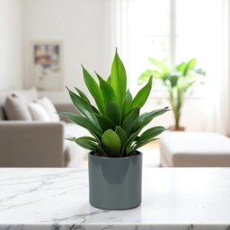 Contemporary Glossy Grey Ceramic Indoor Plant Pot - H13 x W13.5cm / 13.5cm - thumbnail 3