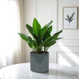Contemporary Glossy Grey Ceramic Indoor Plant Pot - H13 x W13.5cm / 13.5cm - thumbnail 4