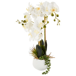 Orchid in Pot with Succulent - thumbnail 4