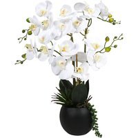 Orchid in Pot with Succulent - thumbnail 1