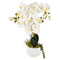 Orchid in Pot with Succulent - thumbnail 3