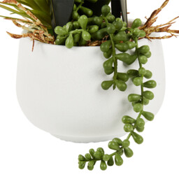 Orchid in Pot with Succulent - thumbnail 5