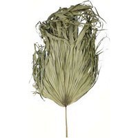 Dried Sun Big Palm Leaves Set of 5 - Green