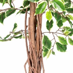 Homescapes Variegated Green Ficus Tree Artificial Plant with Twisted Trunk, 6 Ft - Green - thumbnail 4
